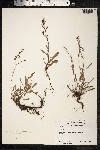 Rumex acetosella image