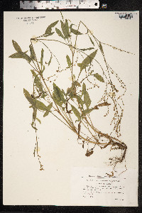 Rumex acetosella image