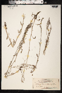 Rumex acetosella image