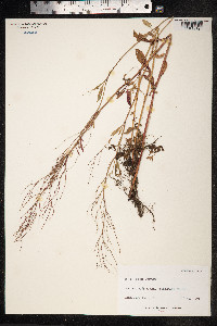 Rumex acetosella image