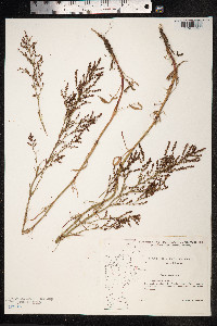 Rumex acetosella image
