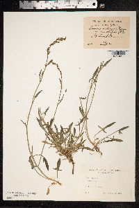 Rumex acetosella image
