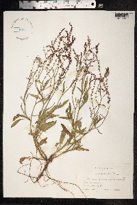 Rumex acetosella image
