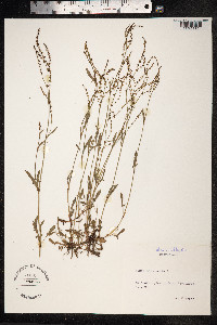 Rumex acetosella image