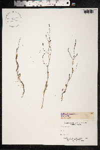 Rumex acetosella image
