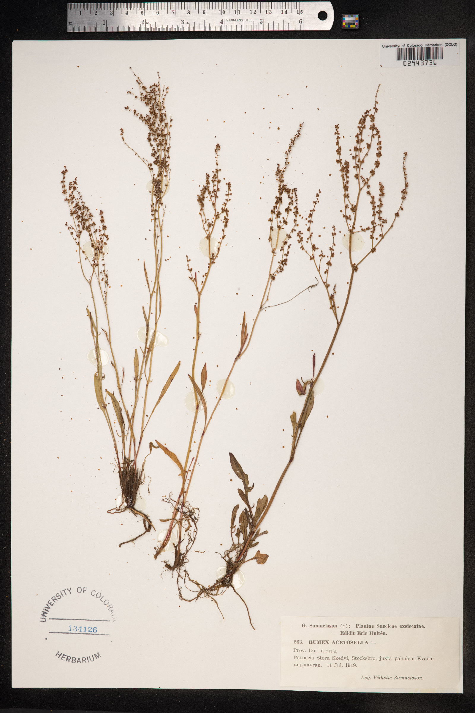 Rumex acetosella image