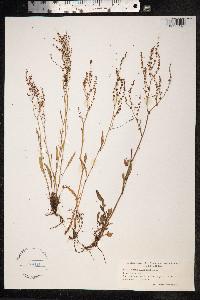 Rumex acetosella image