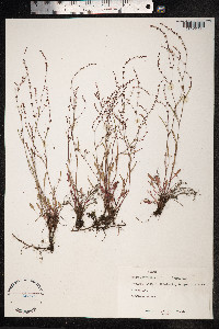 Rumex acetosella image