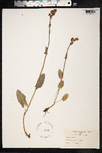 Rumex acetosella image