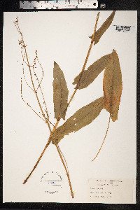 Rumex acetosella image