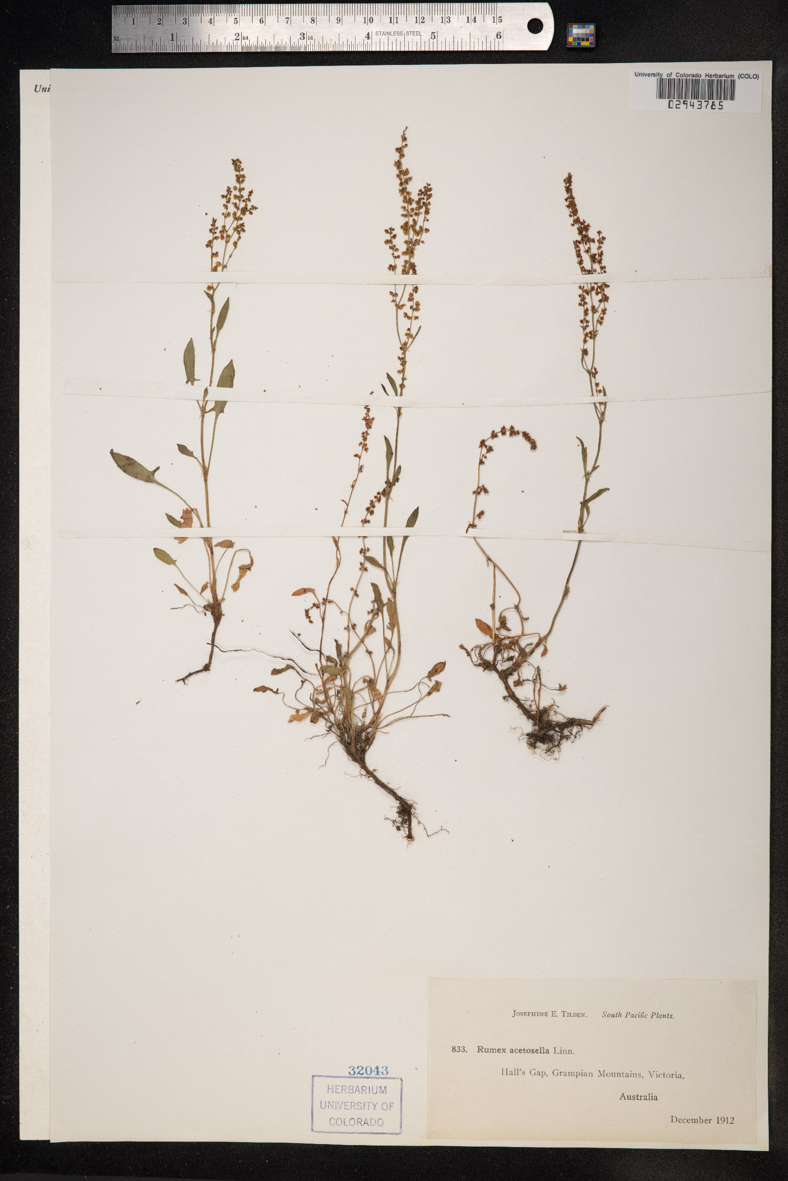 Rumex acetosella image