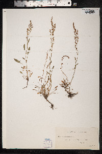 Rumex acetosella image