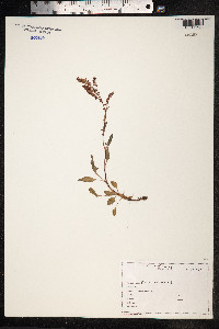 Rumex acetosella image