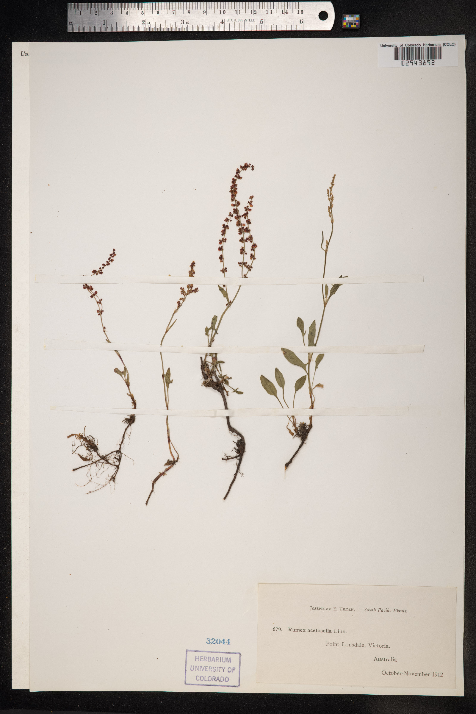 Rumex acetosella image