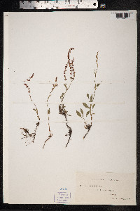 Rumex acetosella image