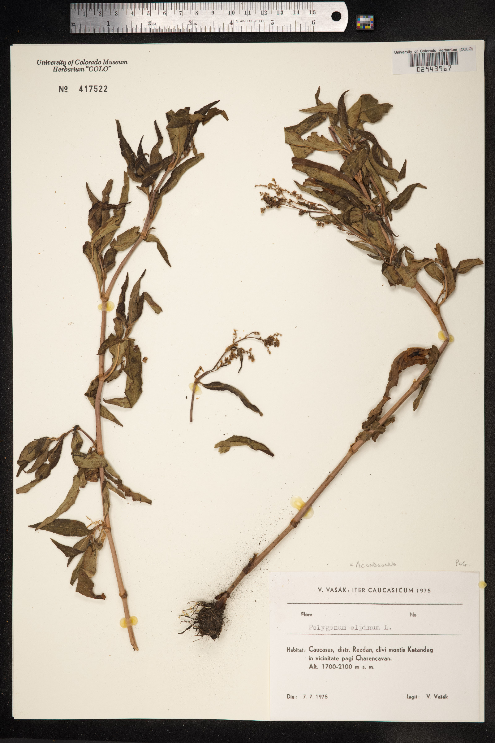 Aconogonon alpinum image