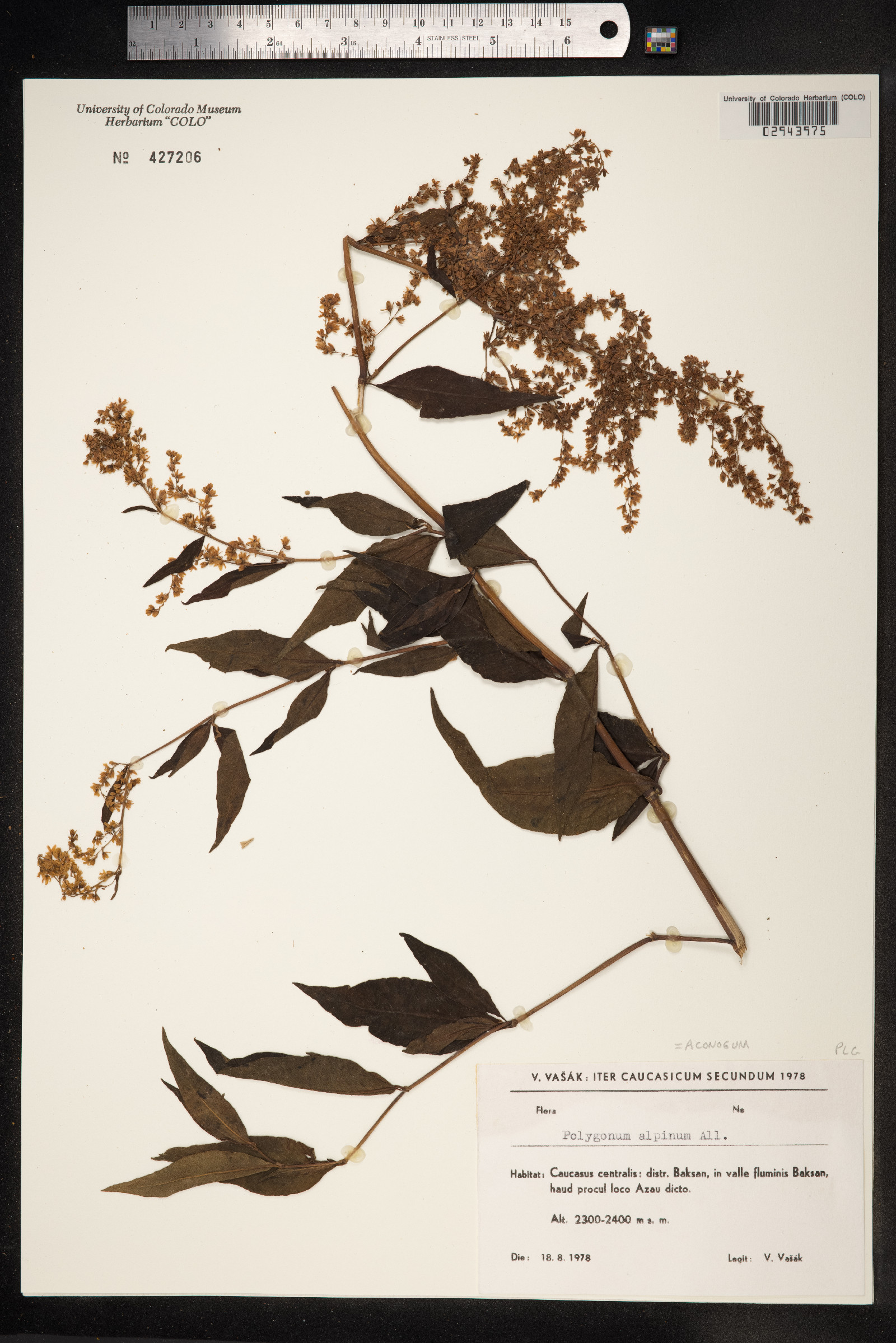 Aconogonon alpinum image