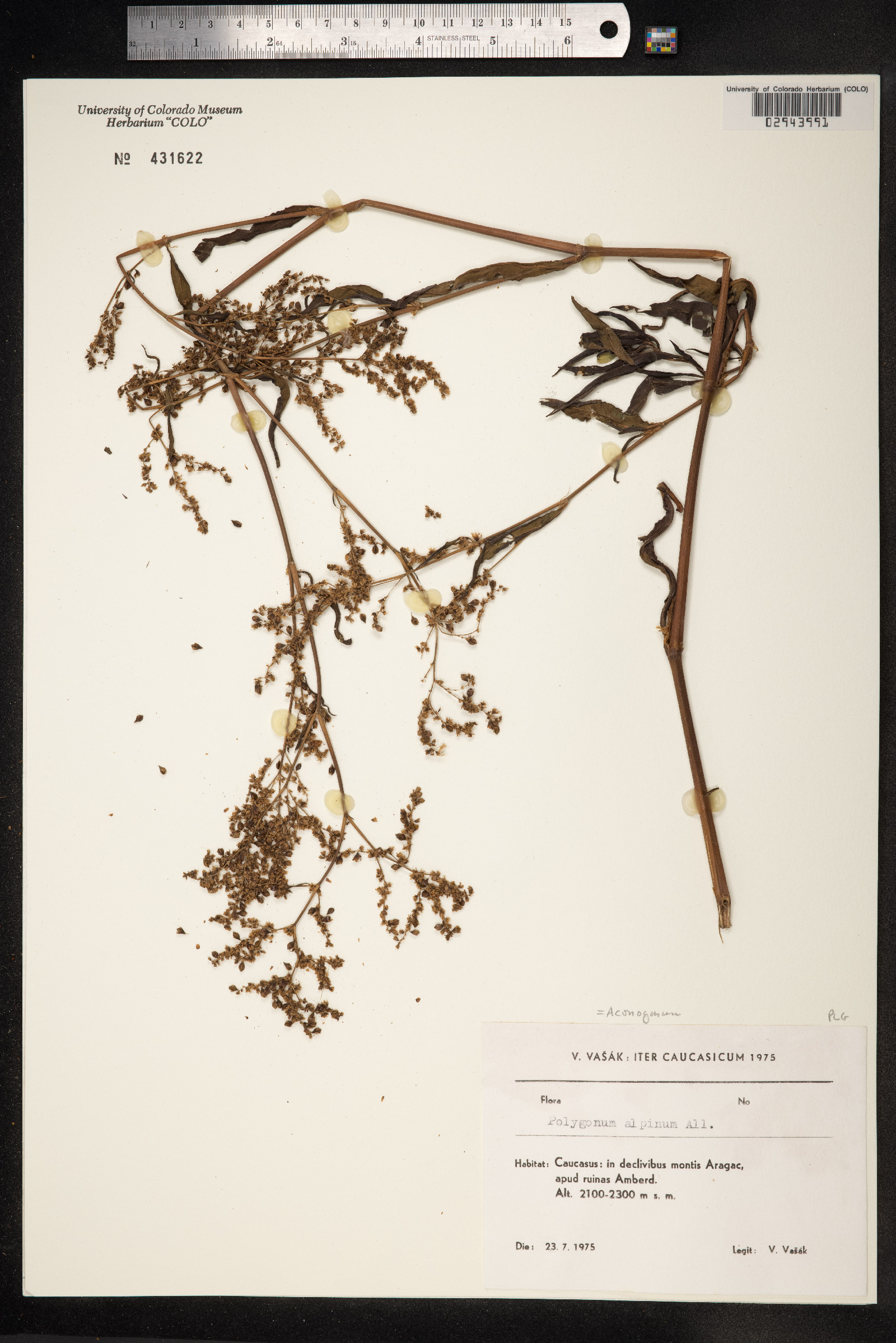 Aconogonon alpinum image