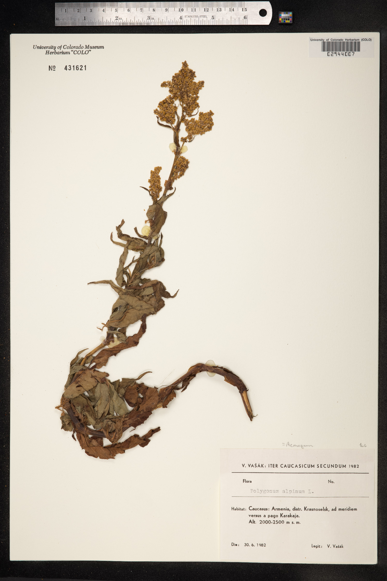 Aconogonon alpinum image