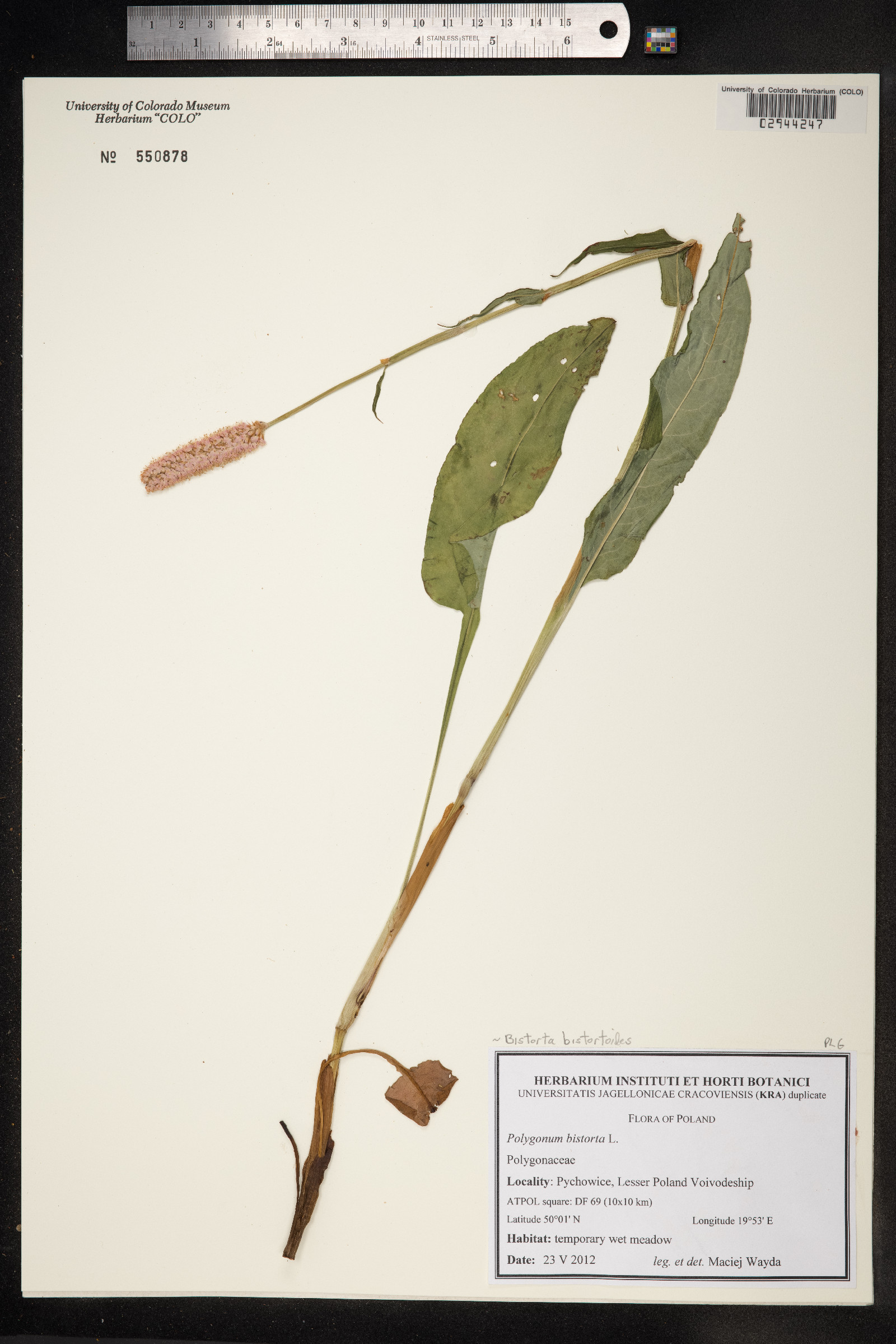 Bistorta bistortoides image