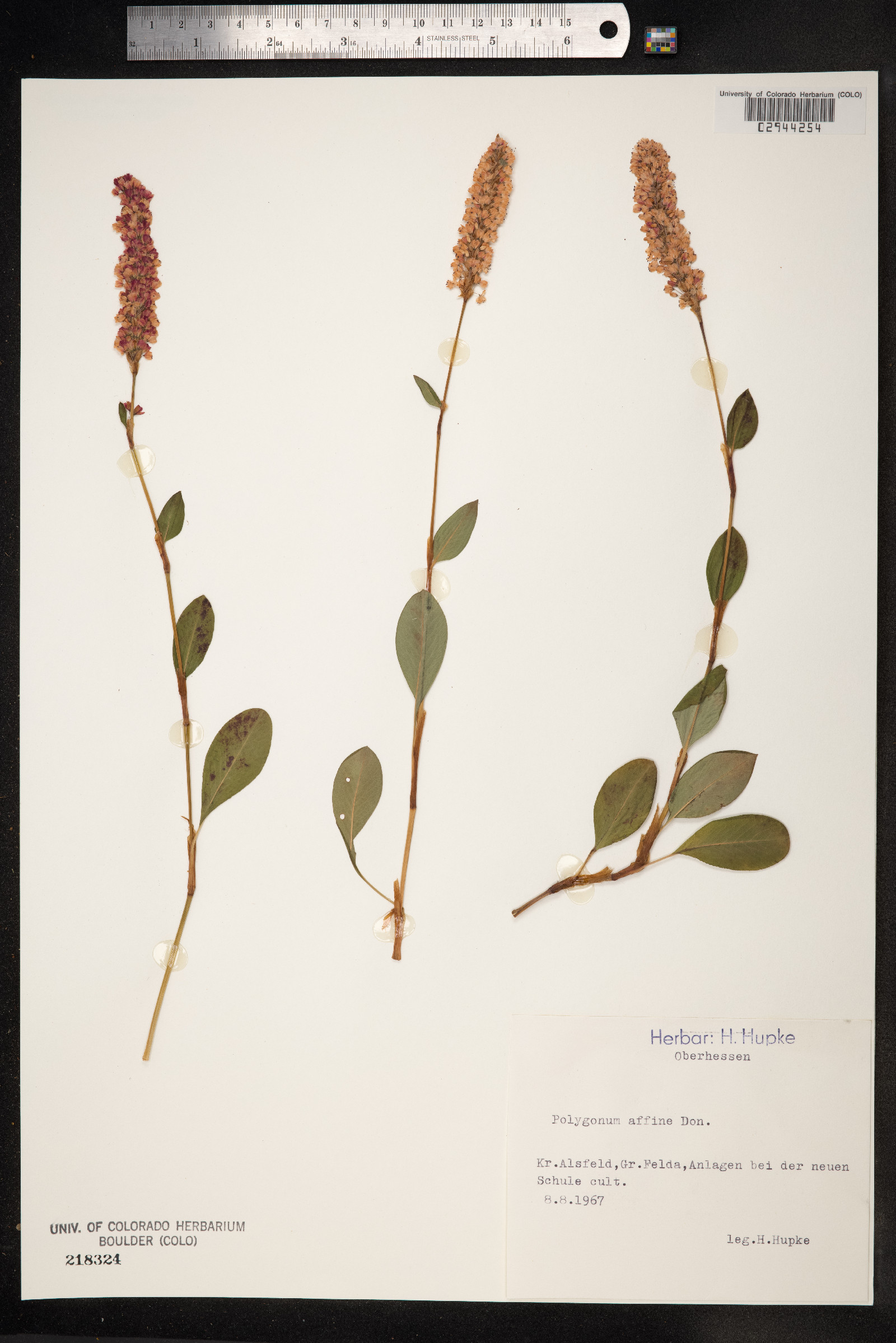 Bistorta affinis image