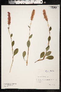 Bistorta affinis image