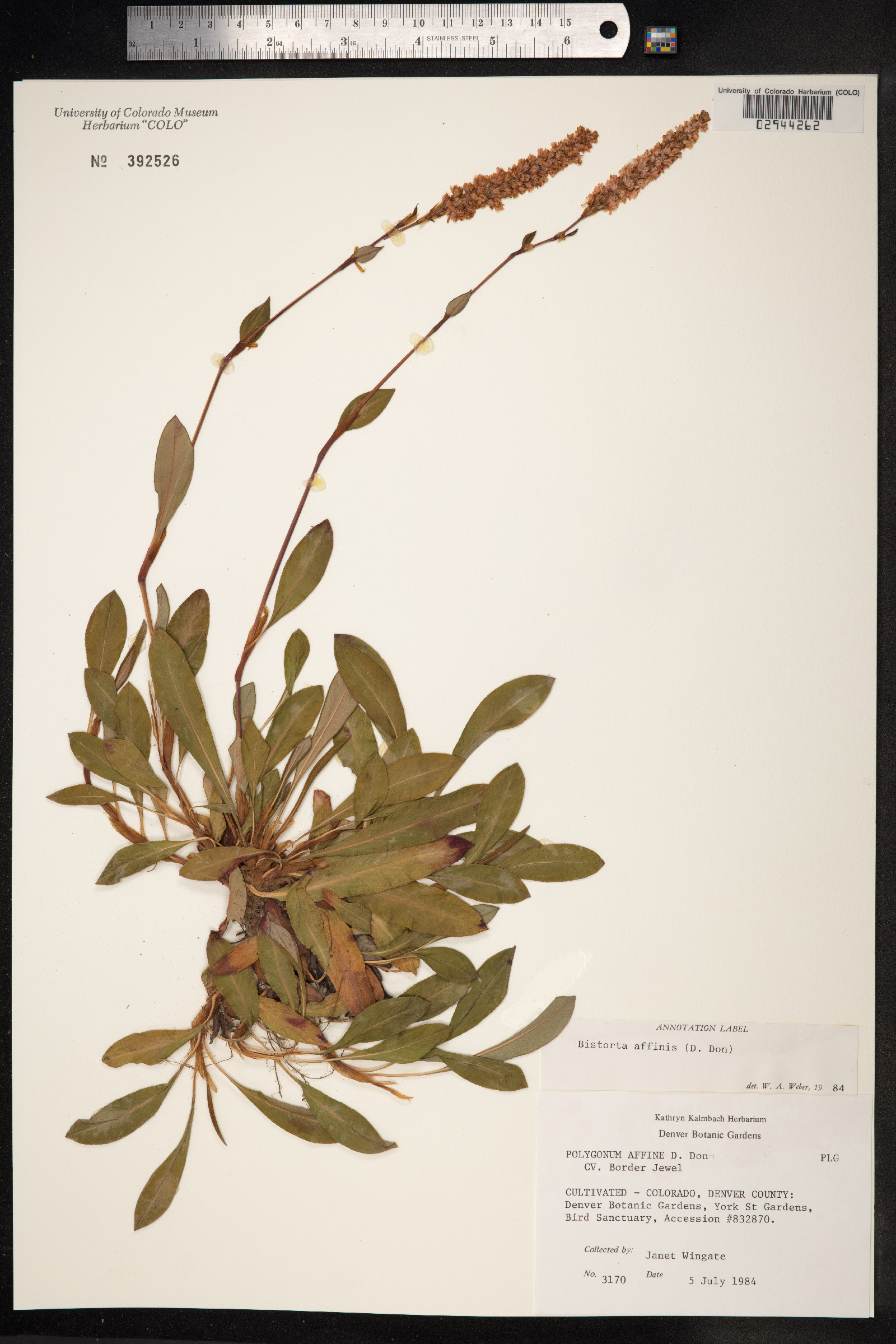 Bistorta affinis image