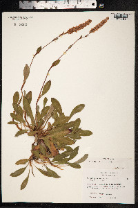 Bistorta affinis image