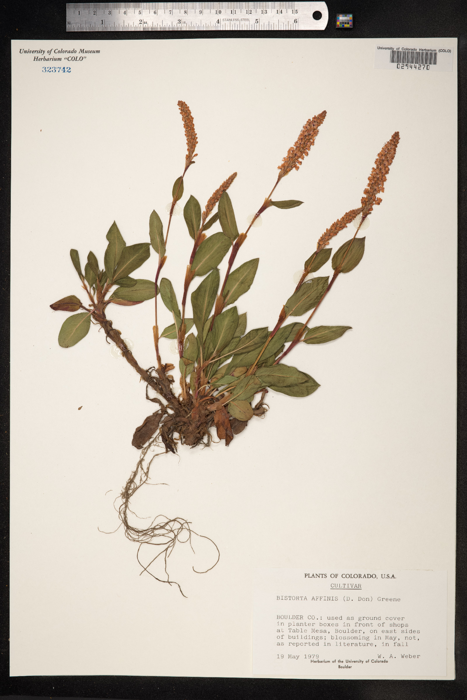 Bistorta affinis image