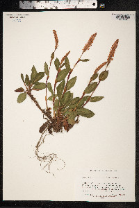 Bistorta affinis image