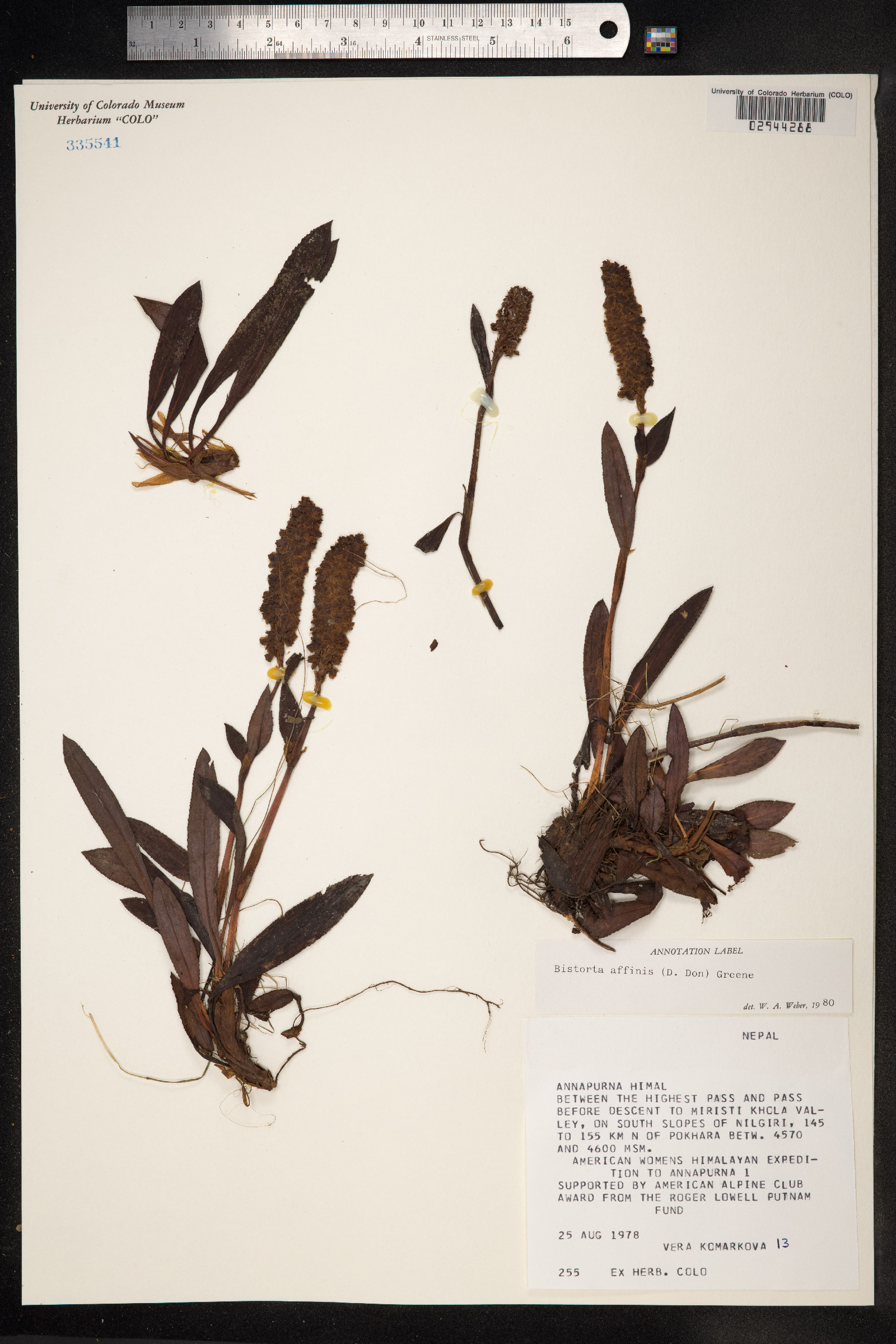 Bistorta affinis image
