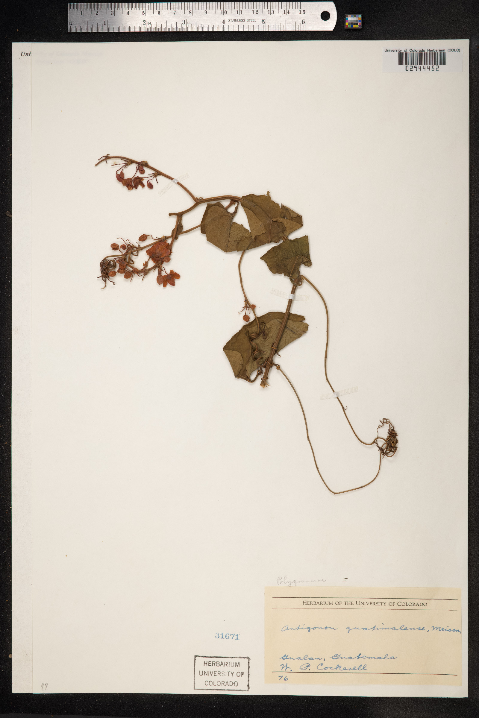 Antigonon guatimalense image