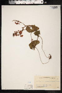 Image of Antigonon guatimalense