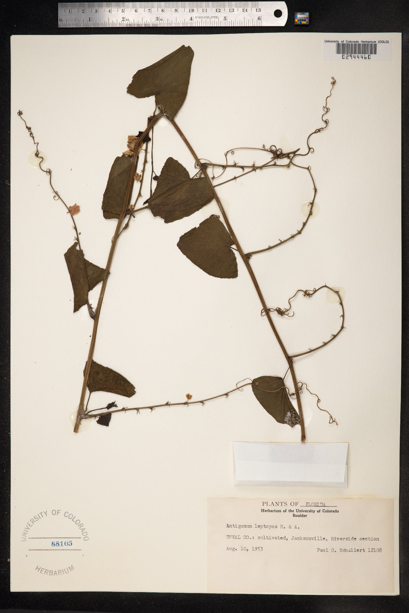 Antigonon leptopus image