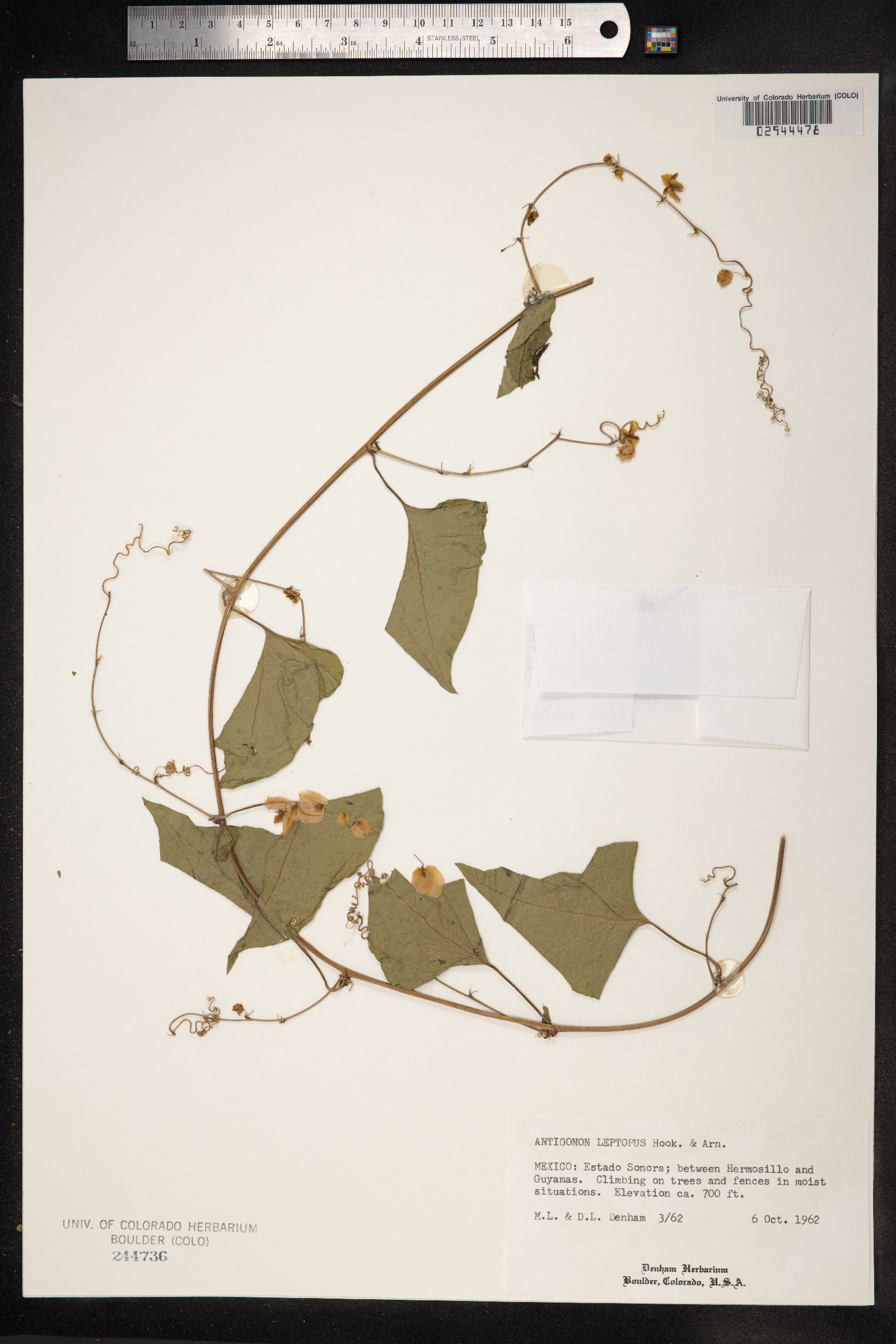 Antigonon leptopus image