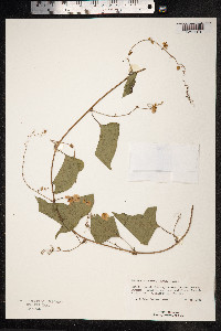 Antigonon leptopus image