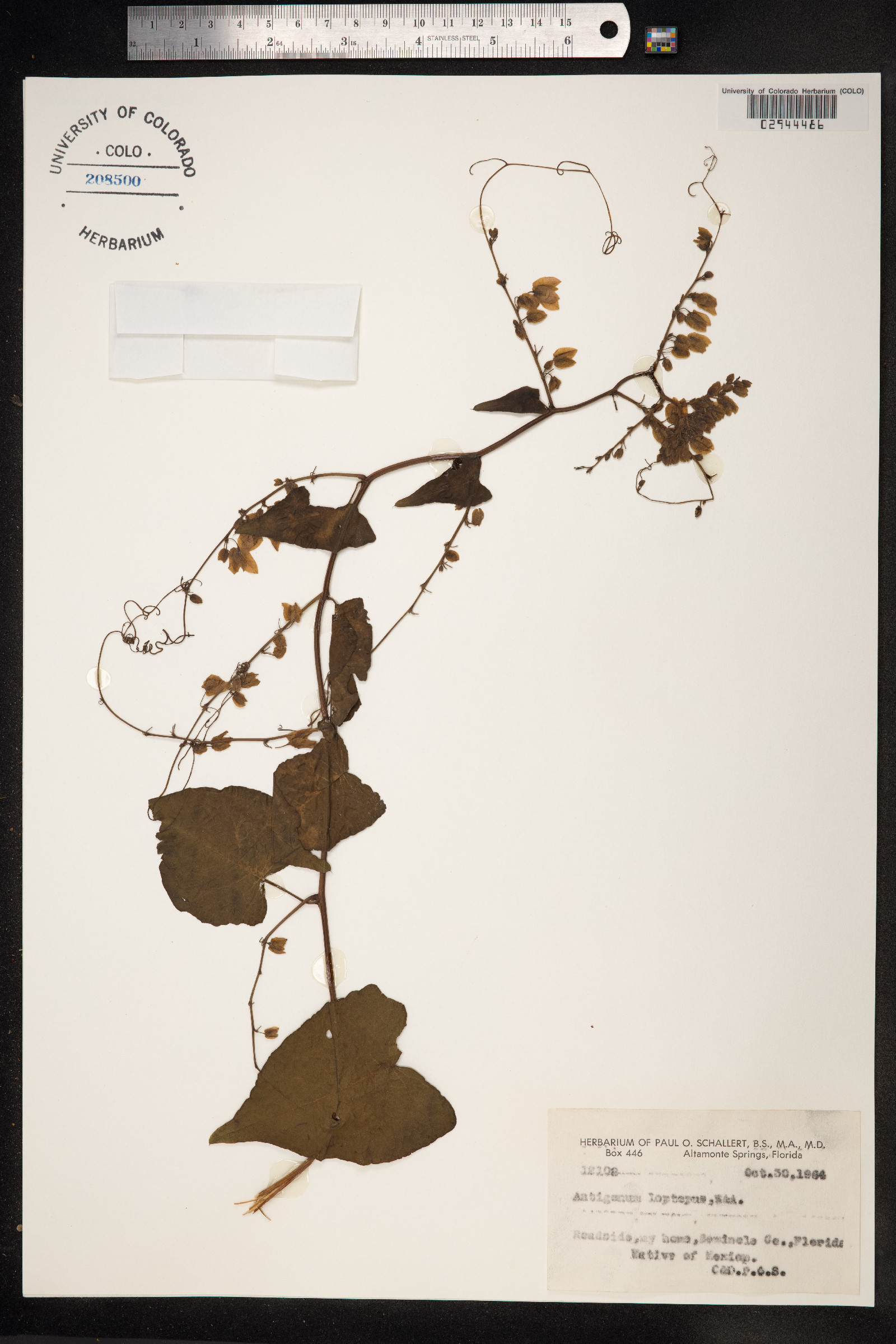 Antigonon leptopus image