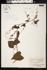Antigonon leptopus image