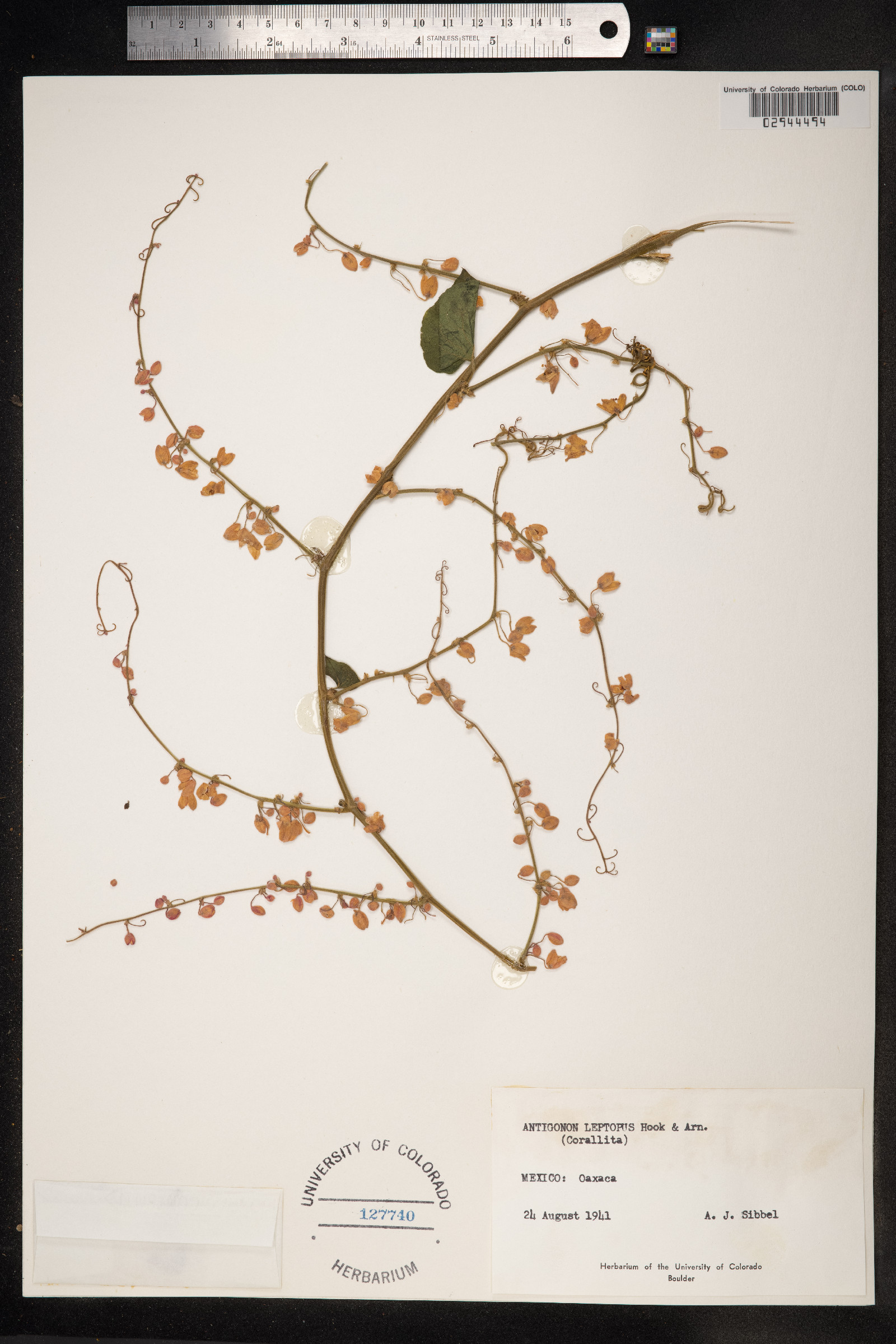 Antigonon image