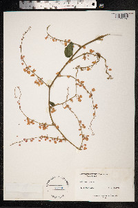 Antigonon leptopus image