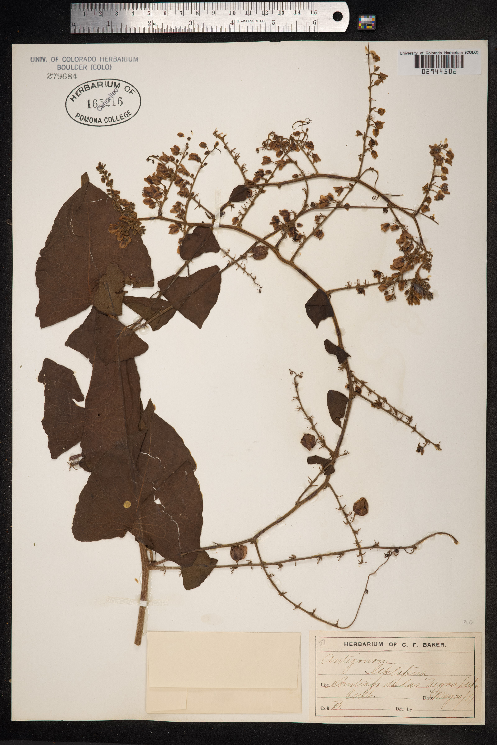 Antigonon leptopus image
