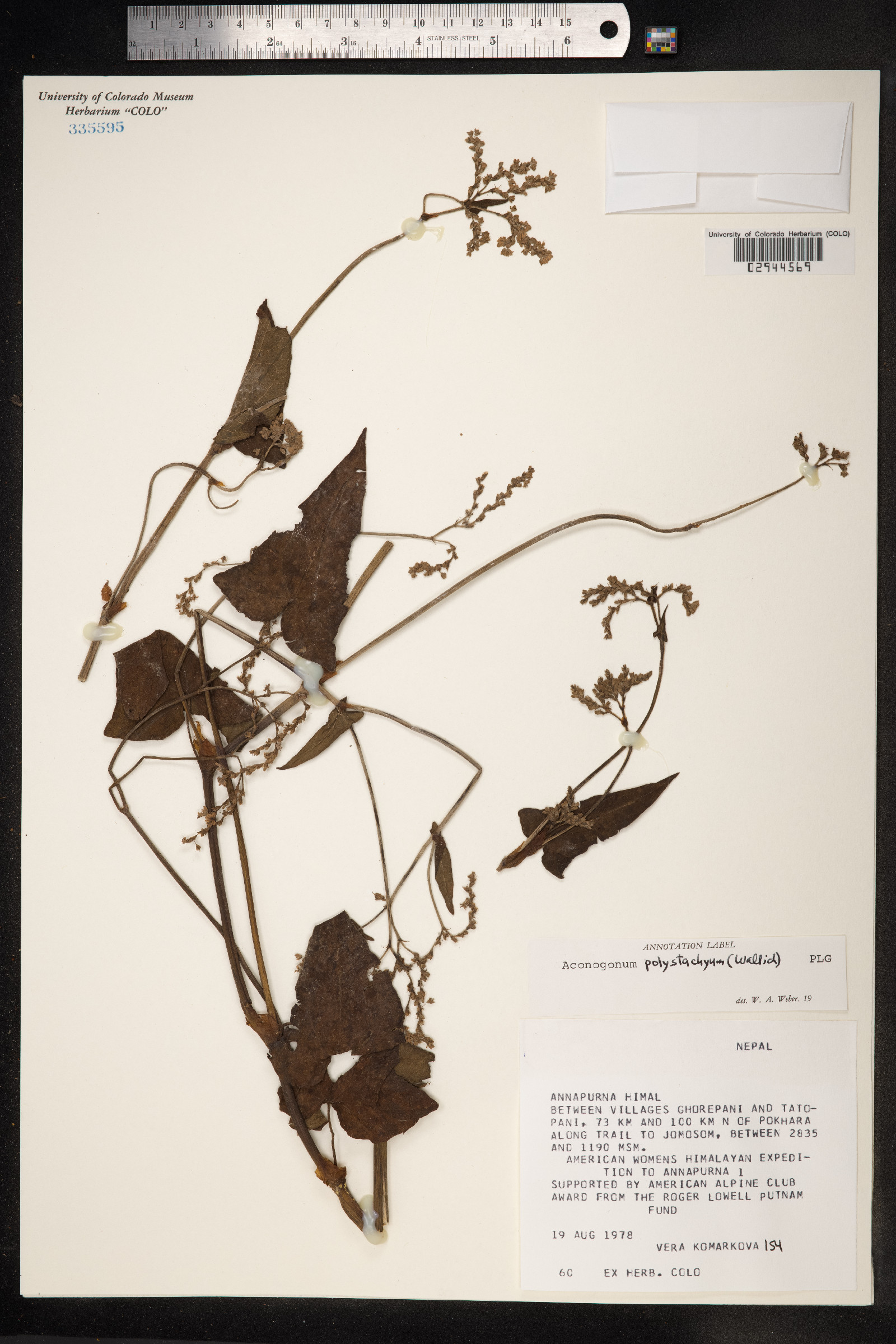 Persicaria wallichii image