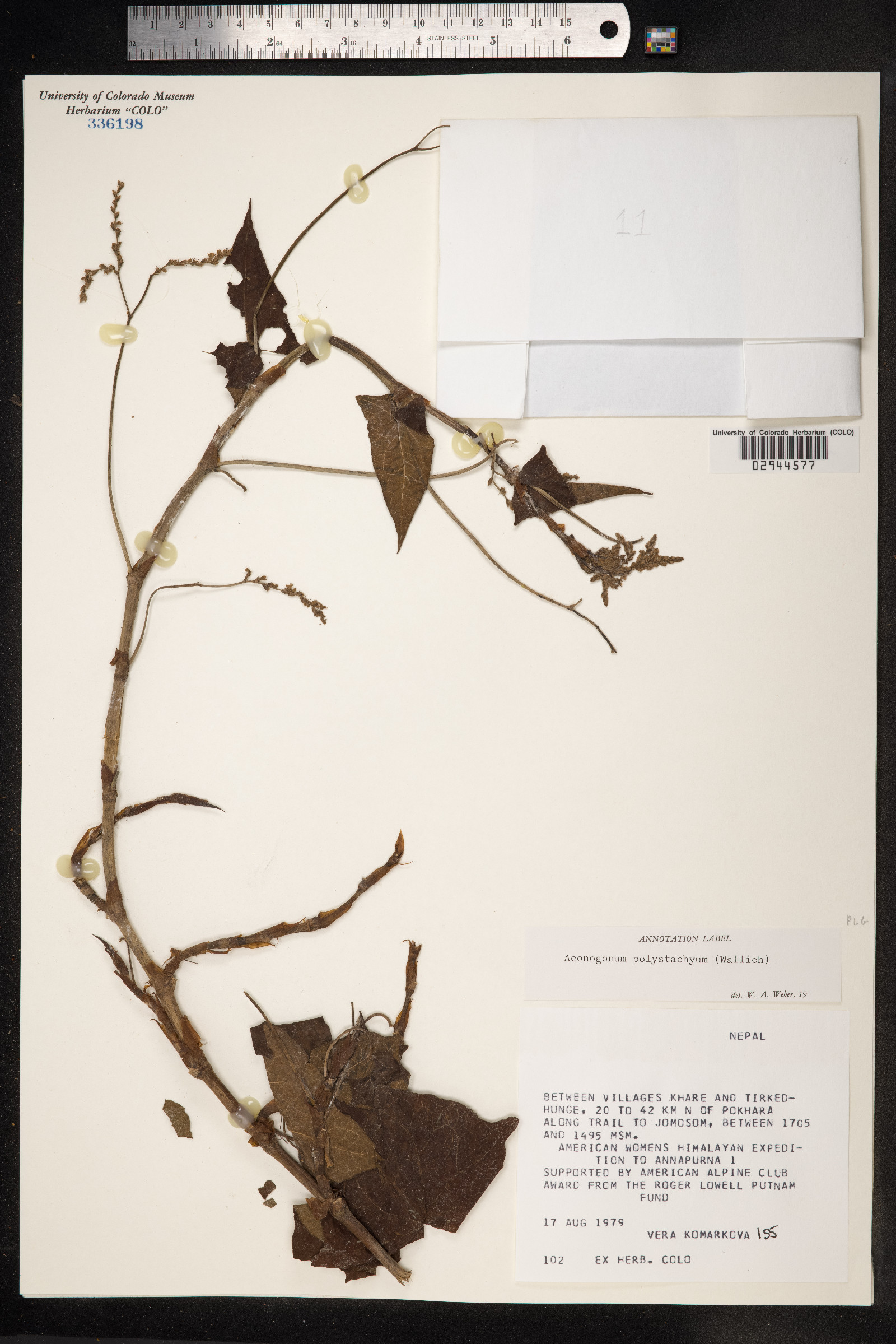 Persicaria wallichii var. wallichii image