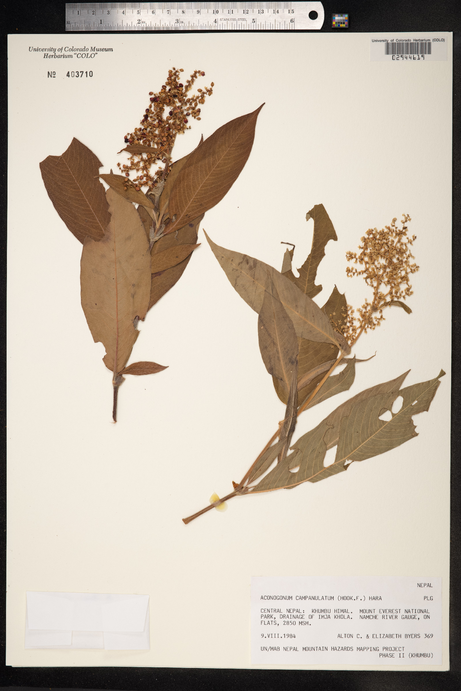 Aconogonon campanulatum image