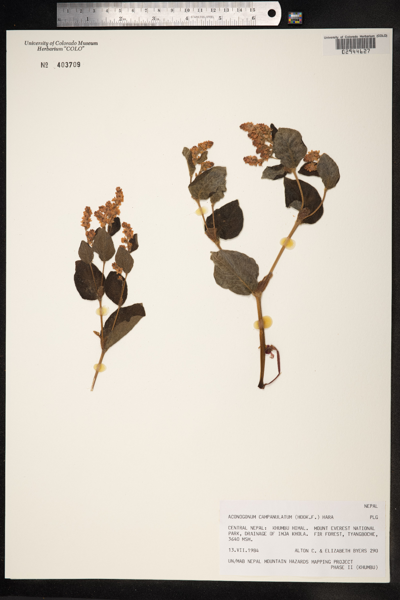 Aconogonon campanulatum image