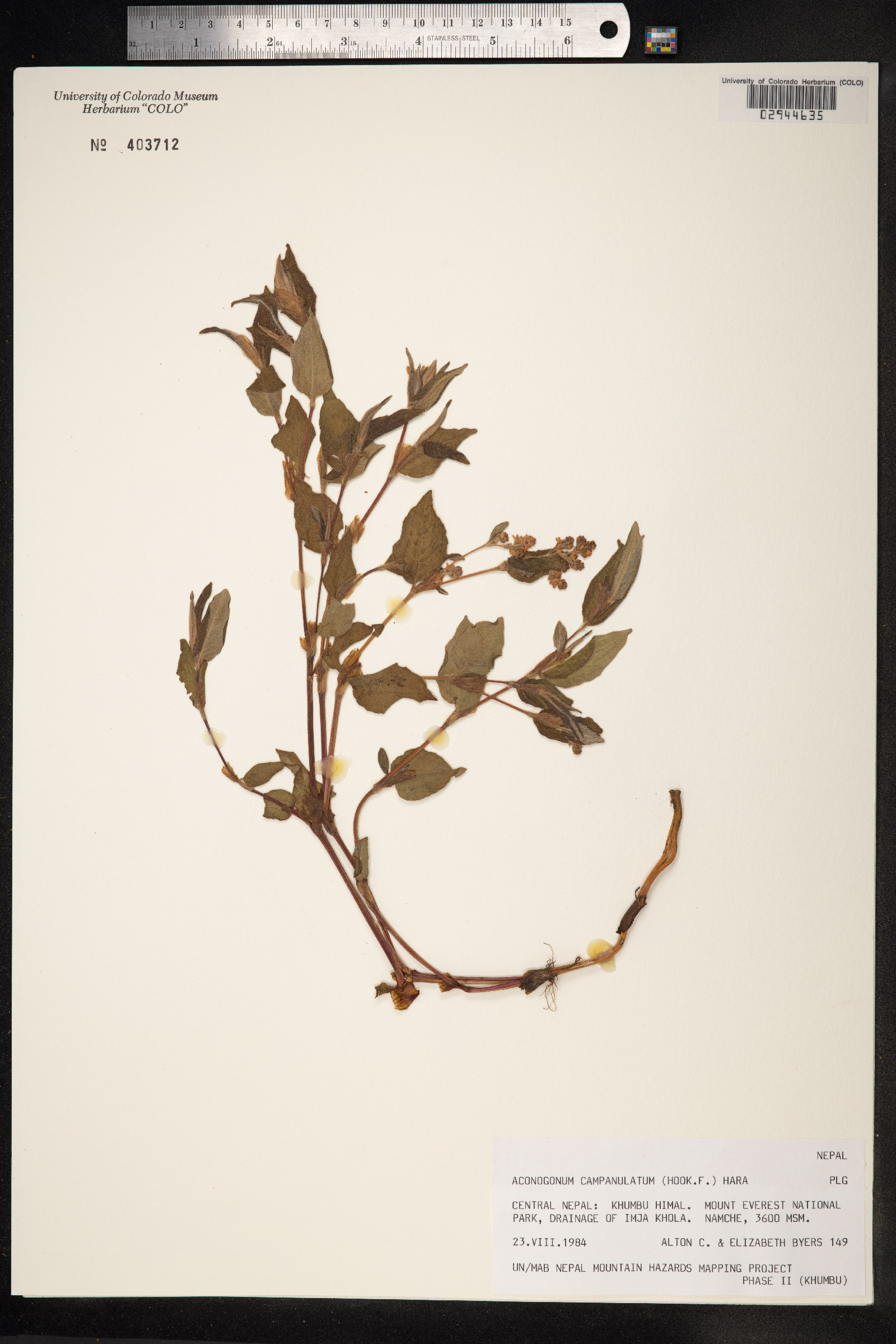 Aconogonon campanulatum image