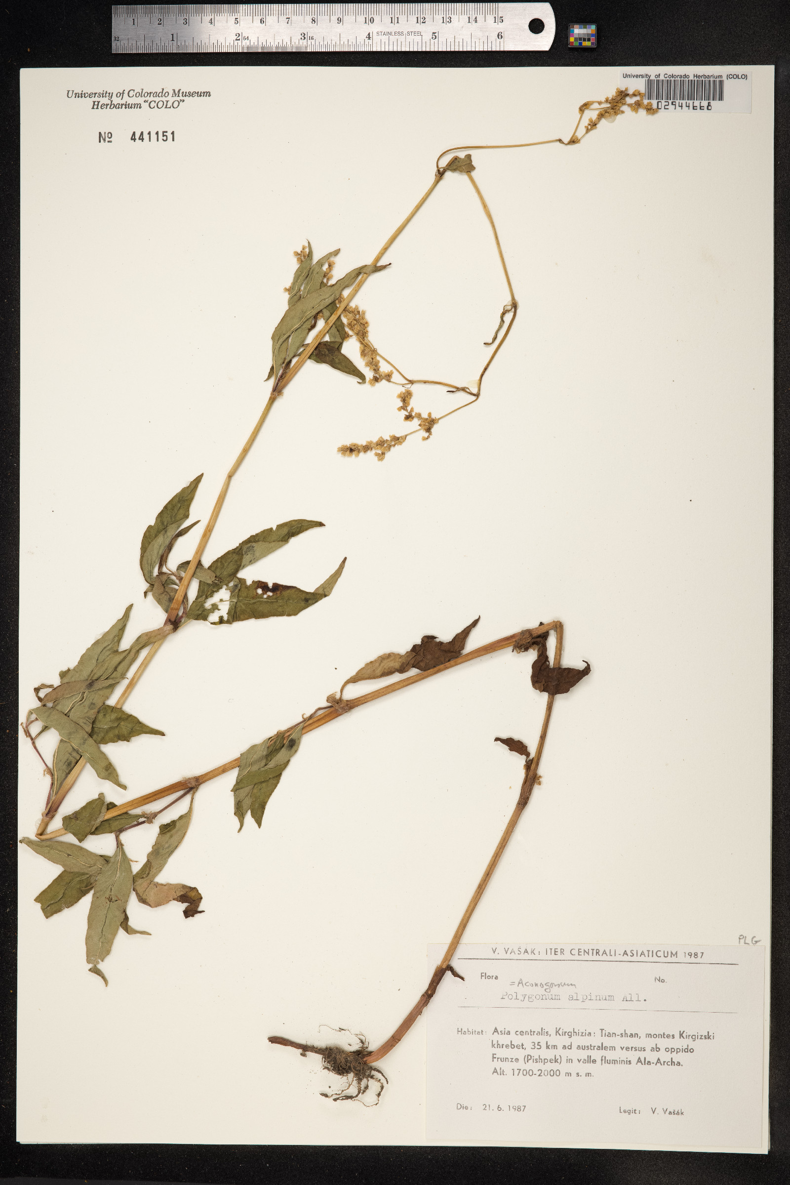 Aconogonon alpinum image