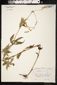 Aconogonon alpinum image