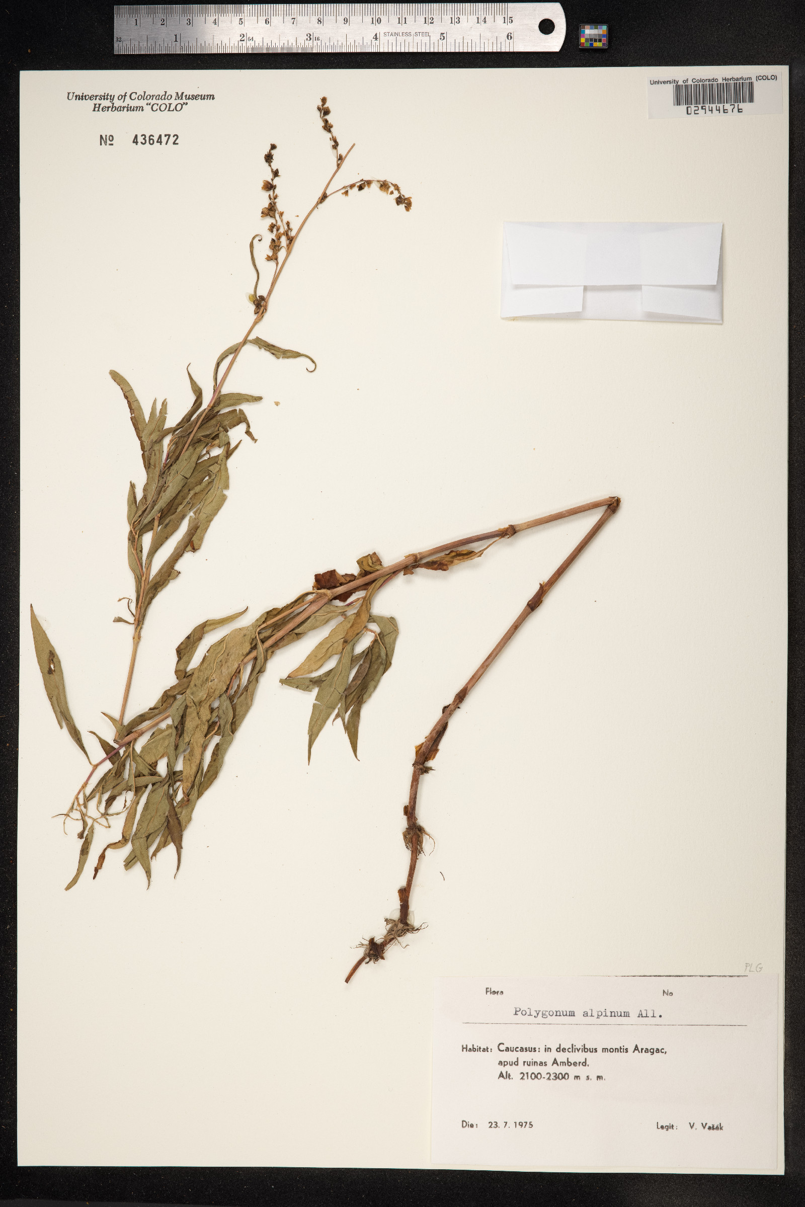 Aconogonon alpinum image