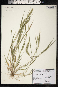 Setaria viridis image